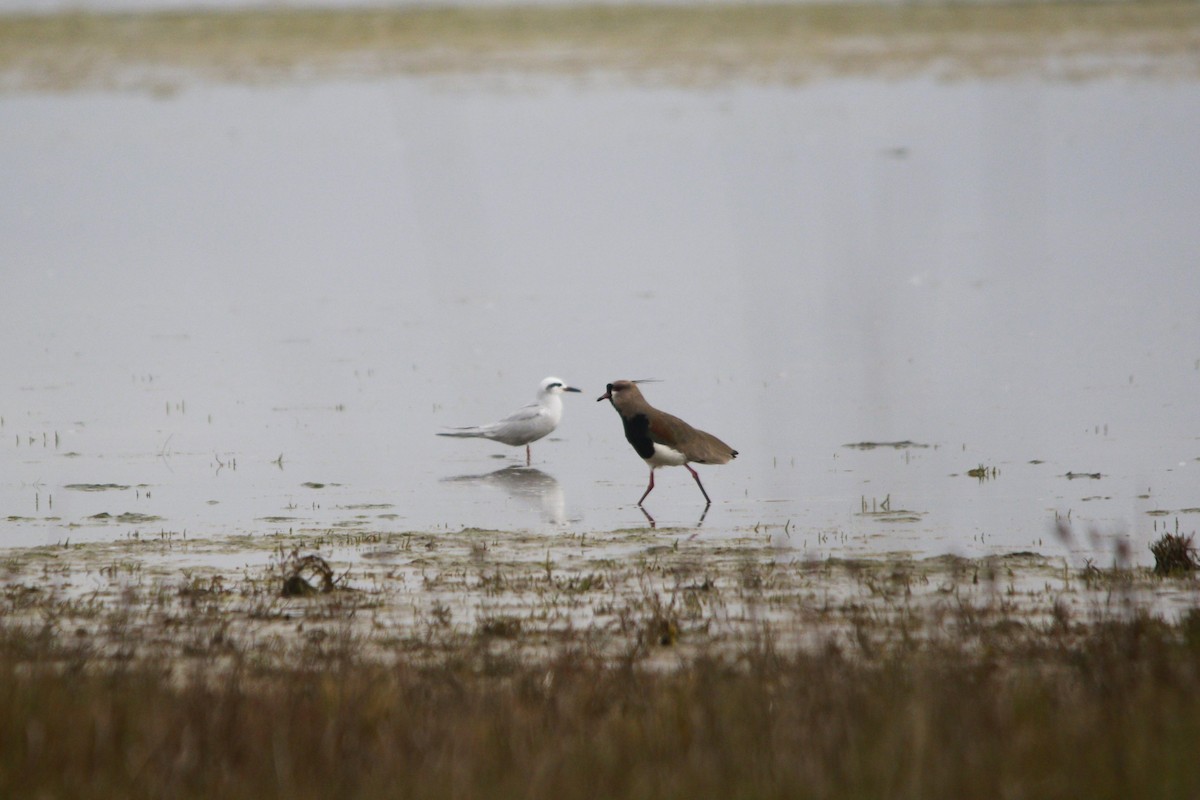 Southern Lapwing - ML640362810
