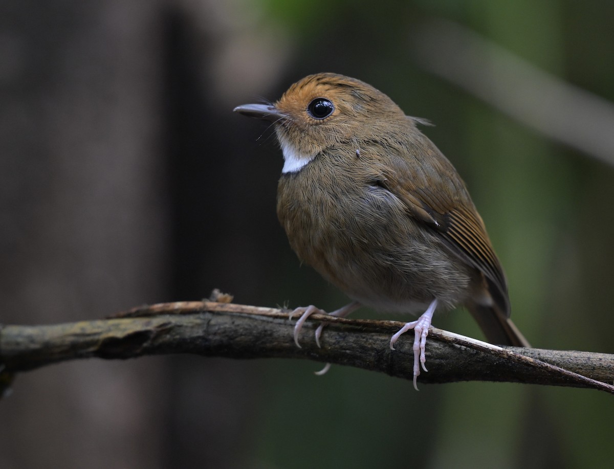 Rufous-browed Flycatcher - ML640362811