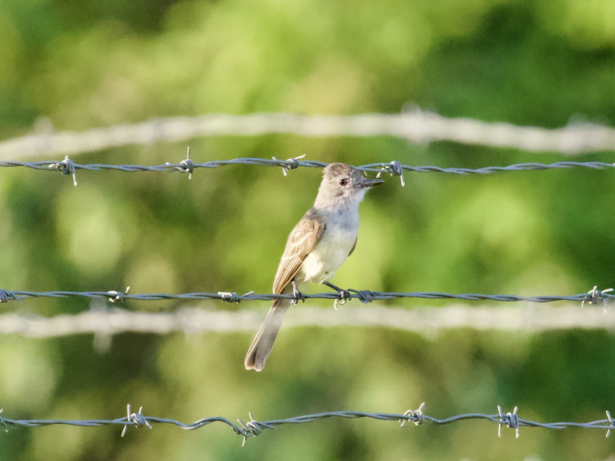 Panama Flycatcher - ML640362830