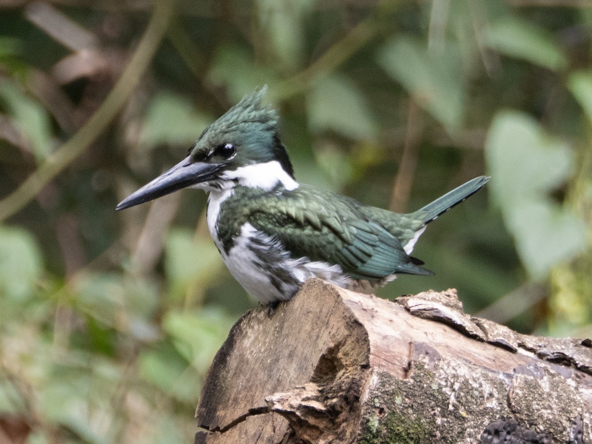 Amazon Kingfisher - ML640362831
