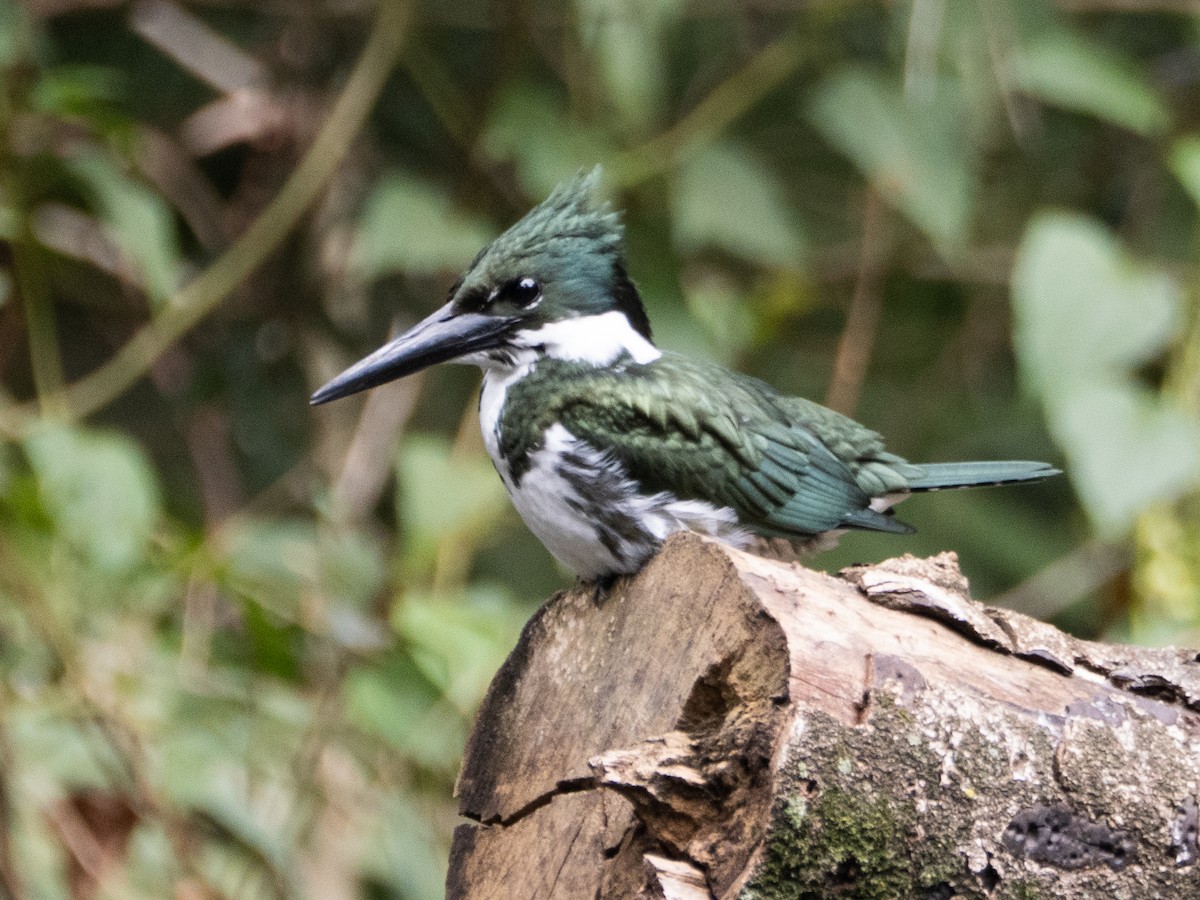 Amazon Kingfisher - ML640362832