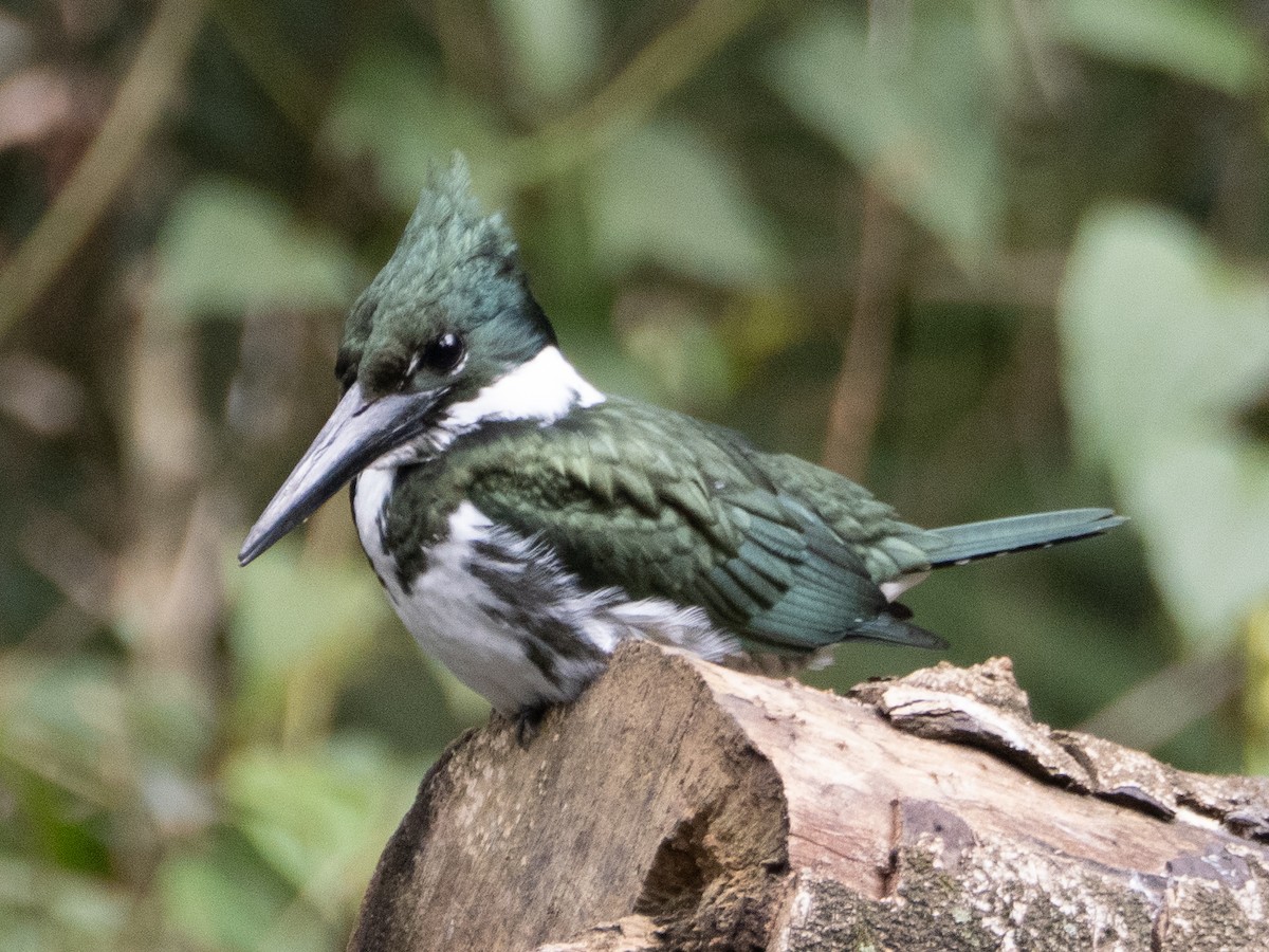 Amazon Kingfisher - ML640362833