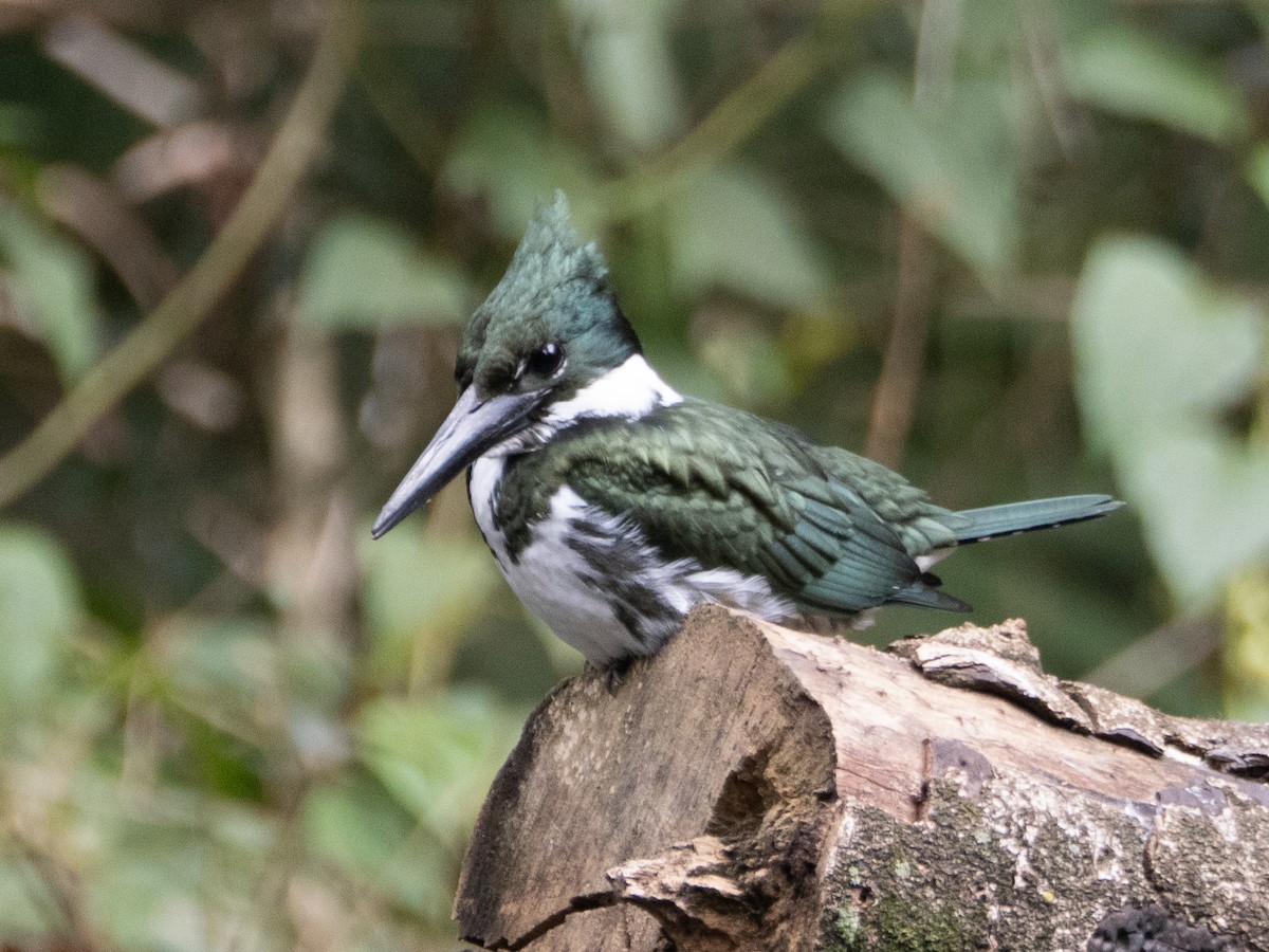 Amazon Kingfisher - ML640362834