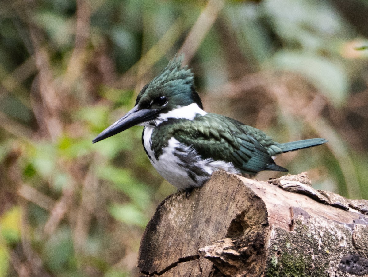 Amazon Kingfisher - ML640362846