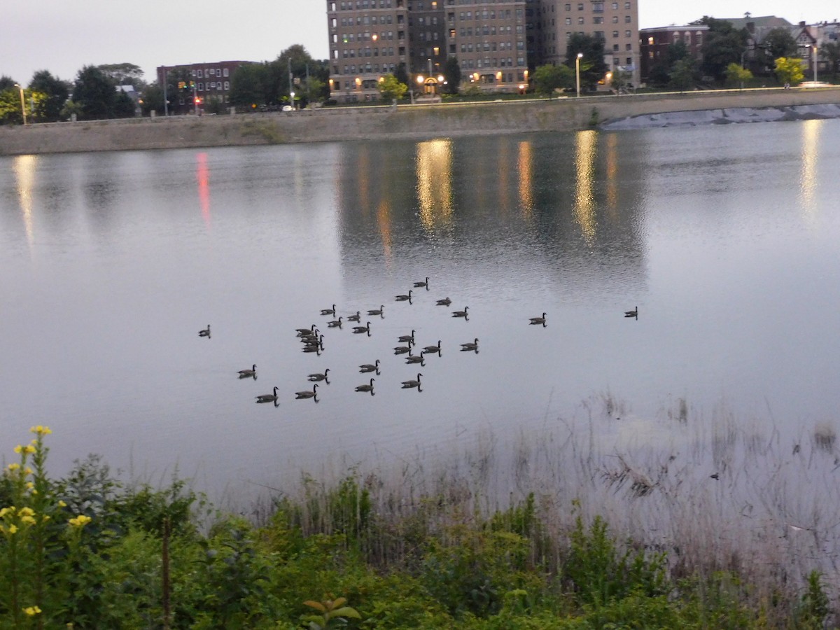 カナダガン - ML640362930