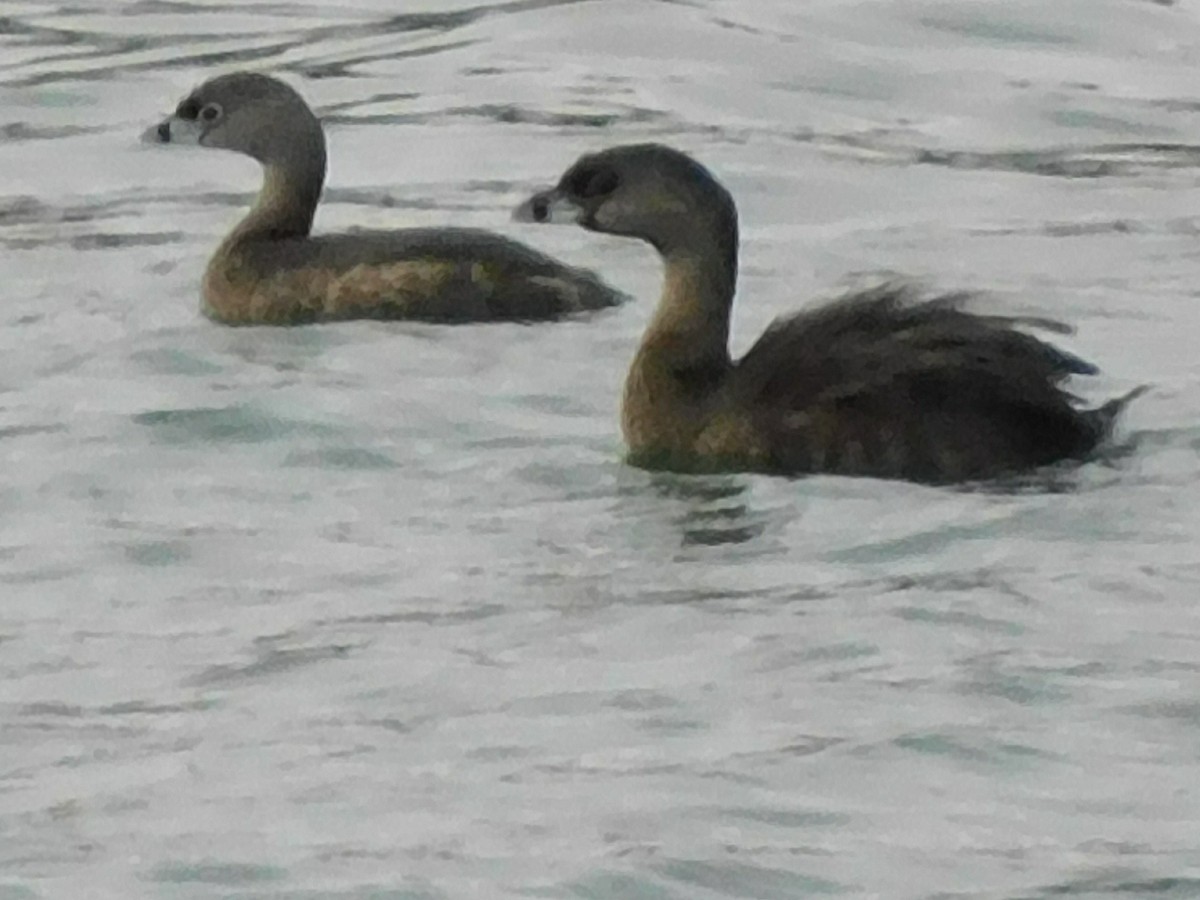 オビハシカイツブリ - ML640362987