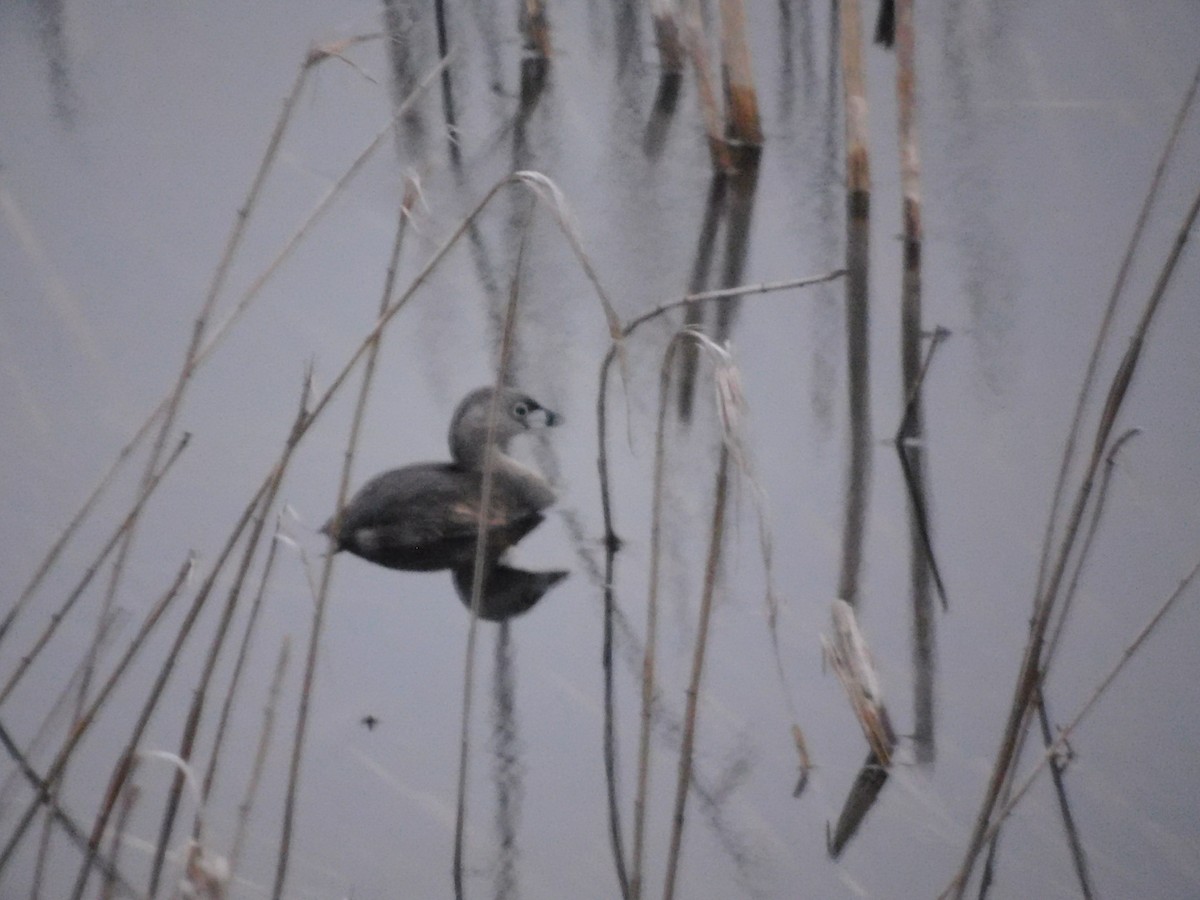 オビハシカイツブリ - ML640362988