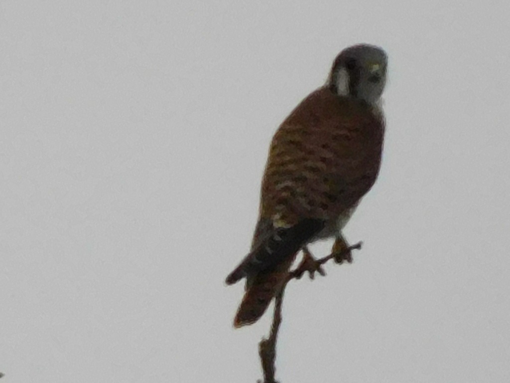 アメリカチョウゲンボウ - ML640363024