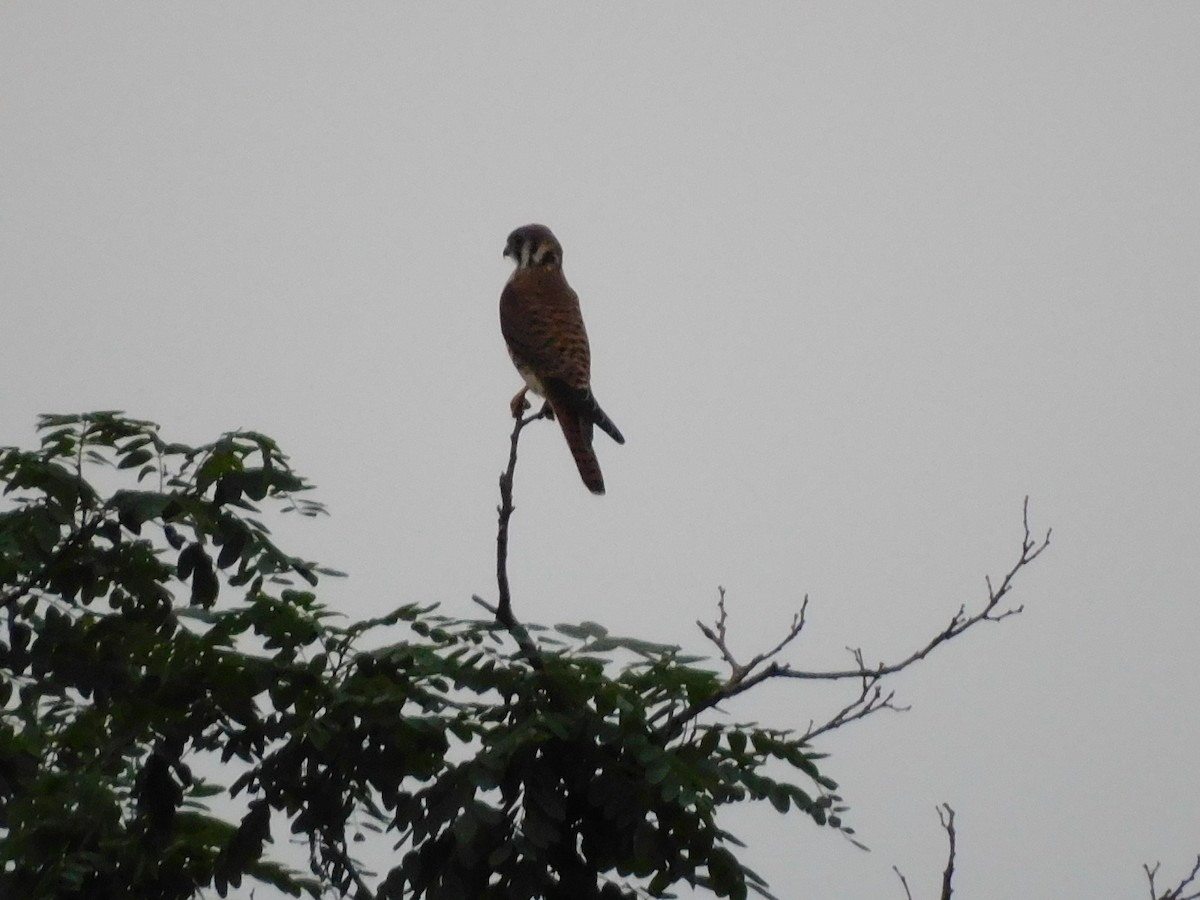 アメリカチョウゲンボウ - ML640363025