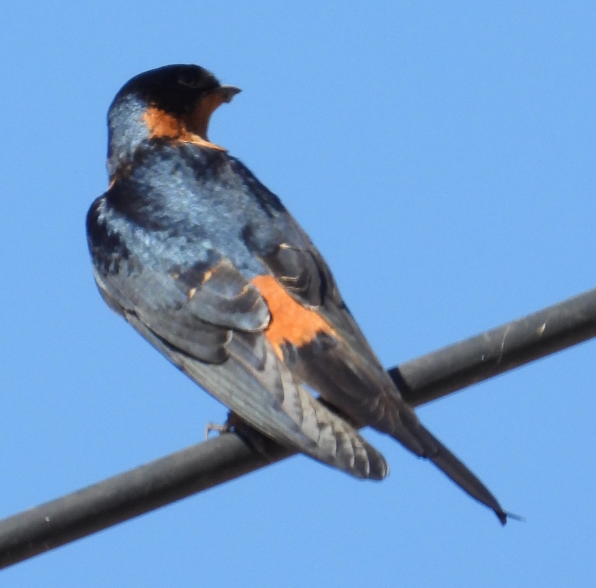 Rufous-chested Swallow - ML640363085