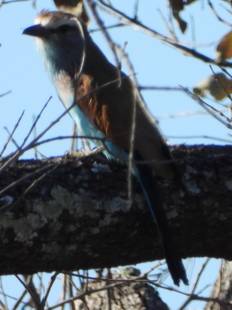 Racket-tailed Roller - ML640363132