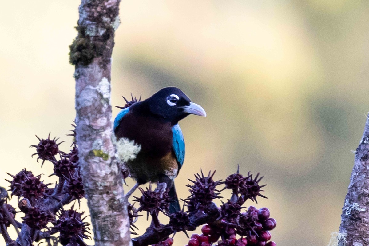 Blue Bird-of-Paradise - ML640363201