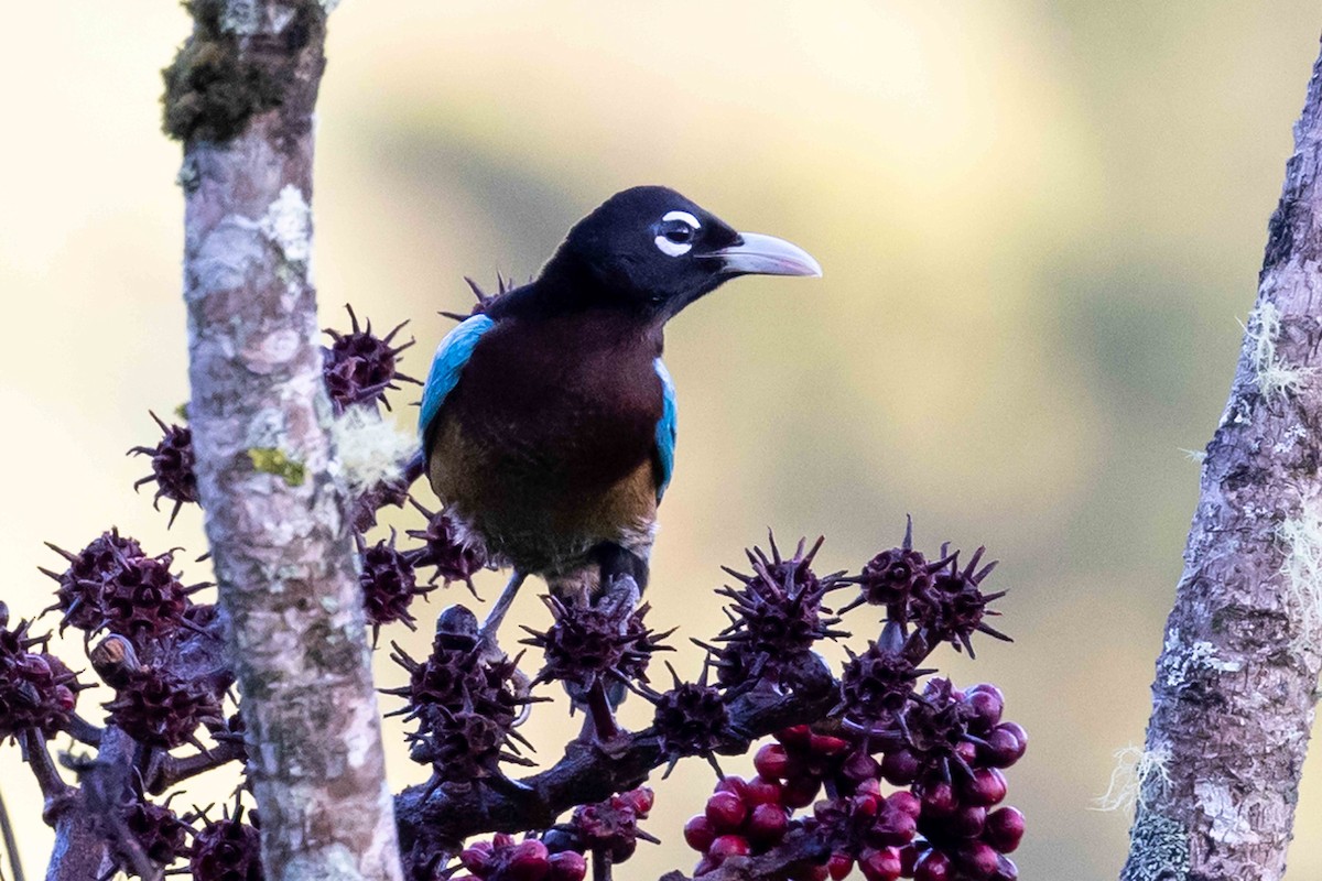 Blue Bird-of-Paradise - ML640363207