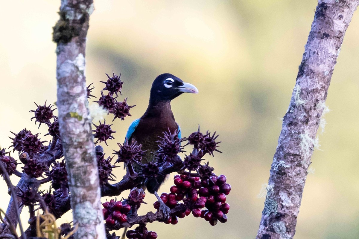 Blue Bird-of-Paradise - ML640363219