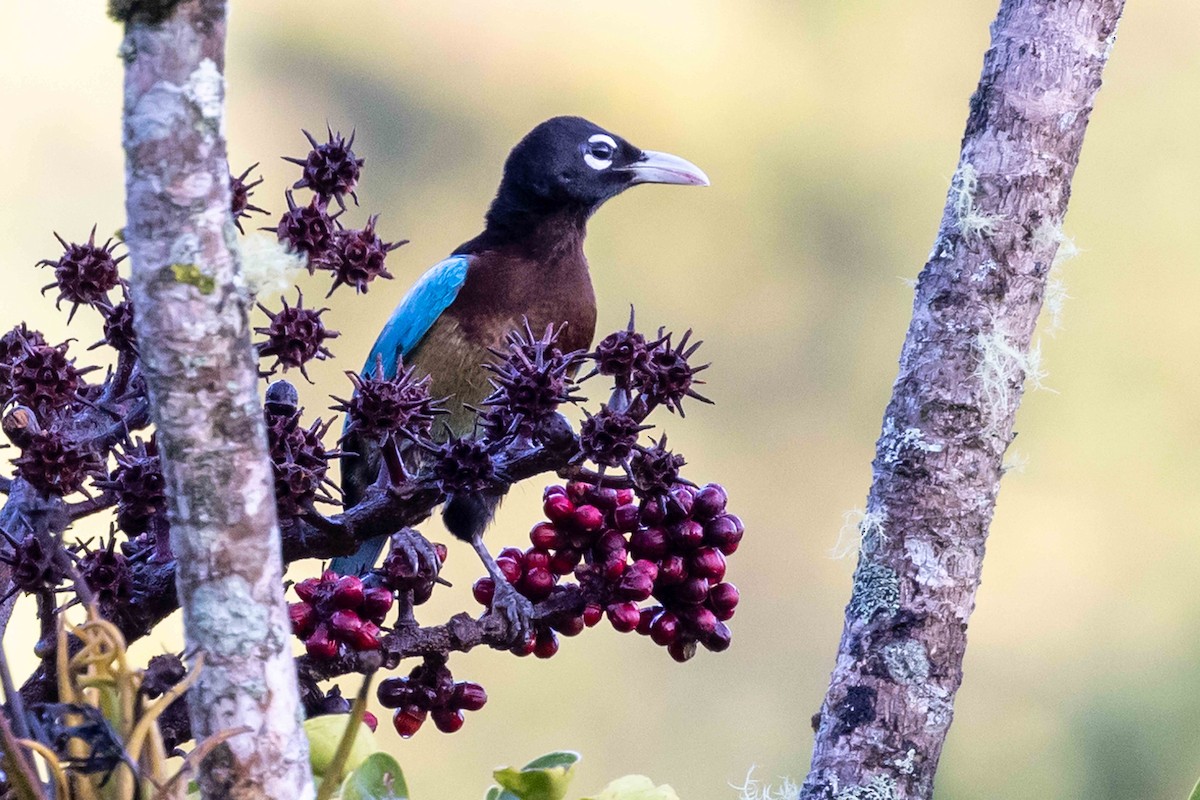 Blue Bird-of-Paradise - ML640363227