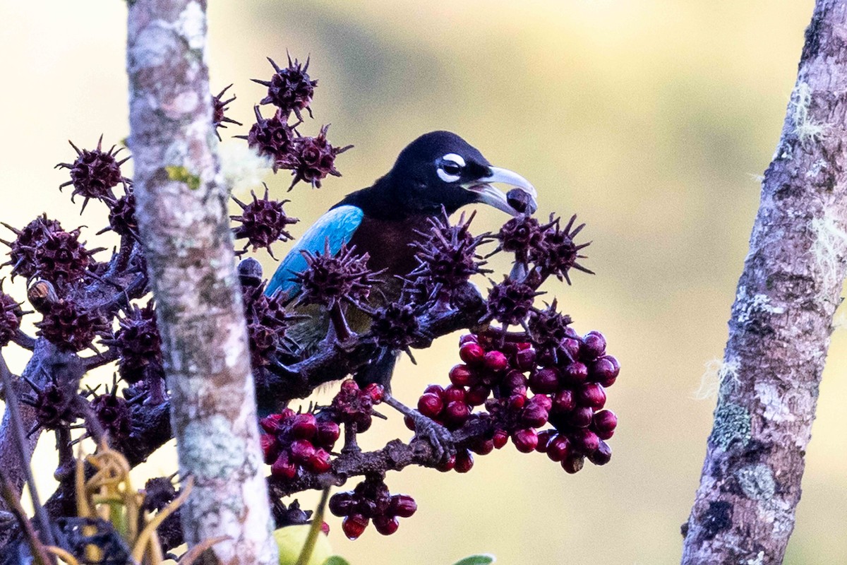 Blue Bird-of-Paradise - ML640363232