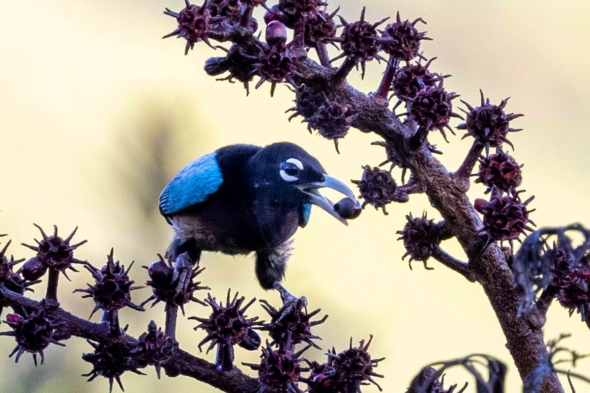 Blue Bird-of-Paradise - ML640363237