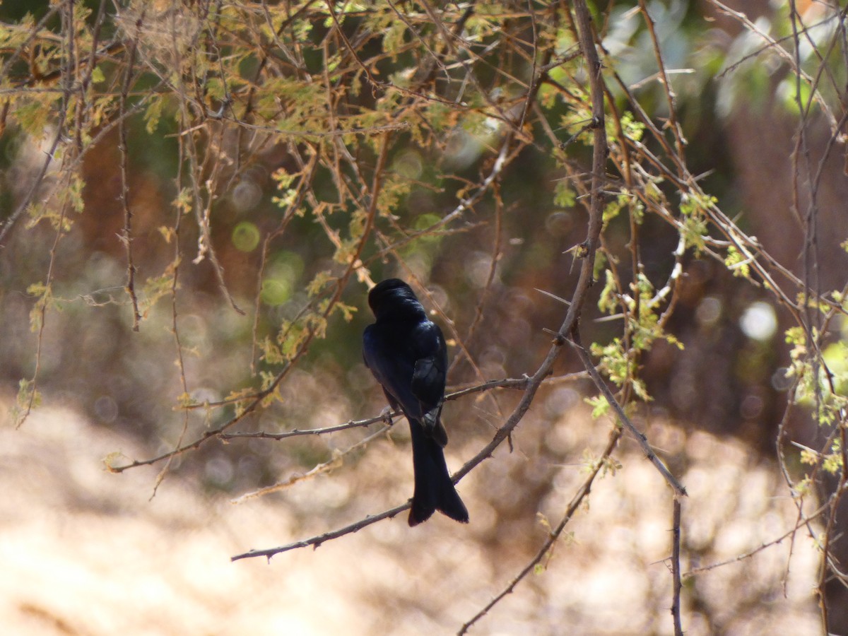 Fork-tailed Drongo (Clancey's) - ML640363343