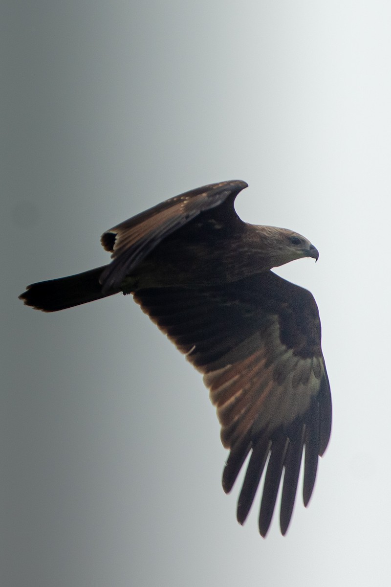 Brahminy Kite - ML640363402