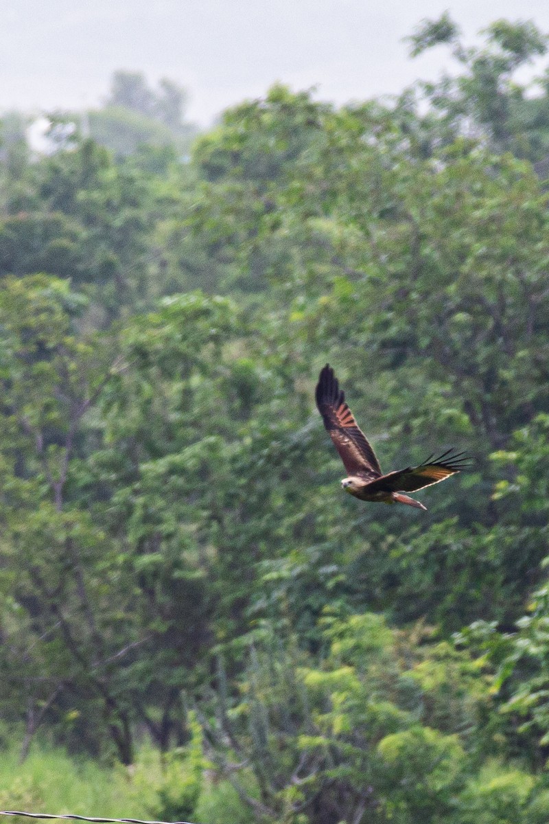 Brahminy Kite - ML640363403