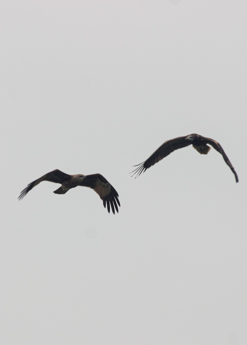 Brahminy Kite - ML640363404