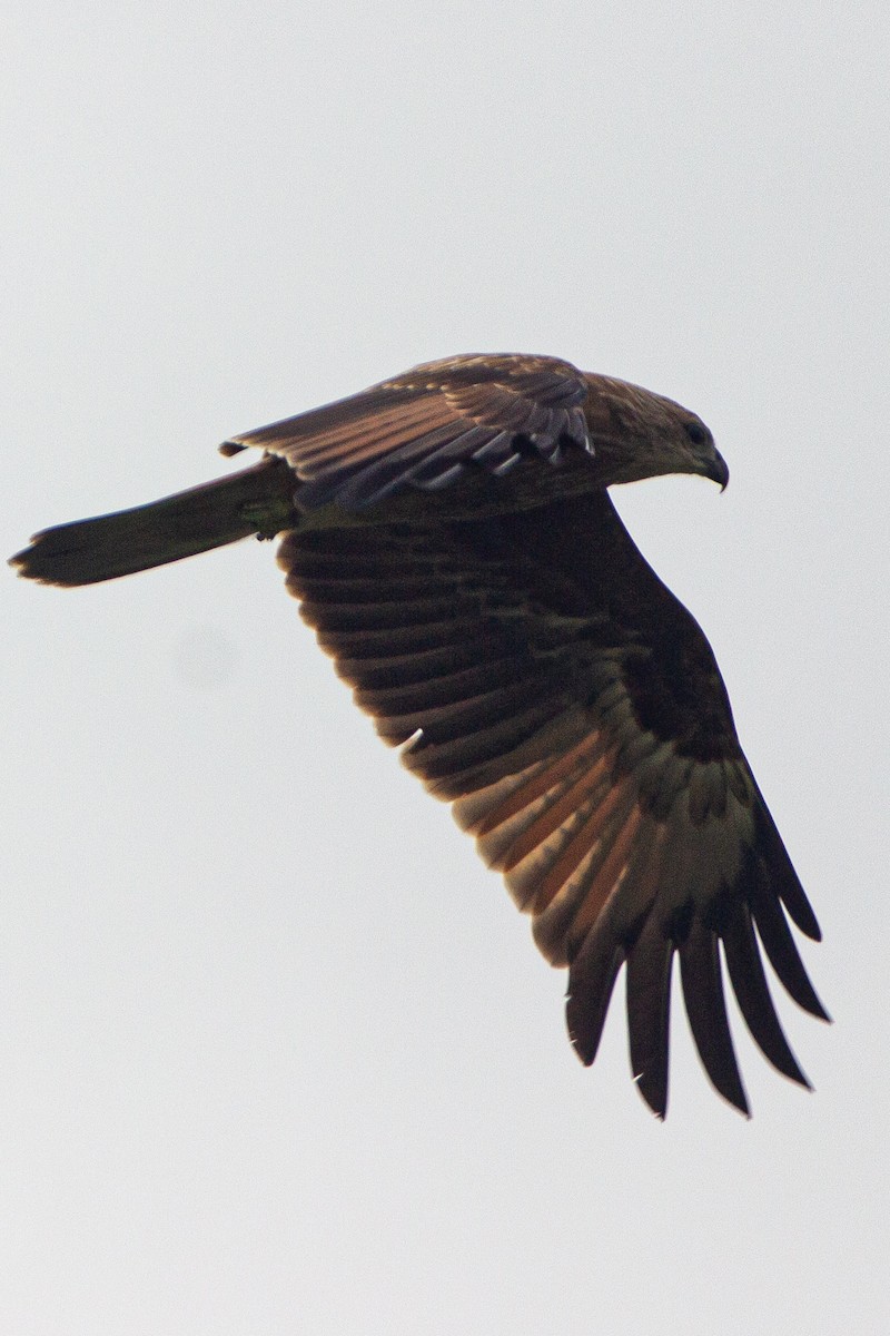Brahminy Kite - ML640363405