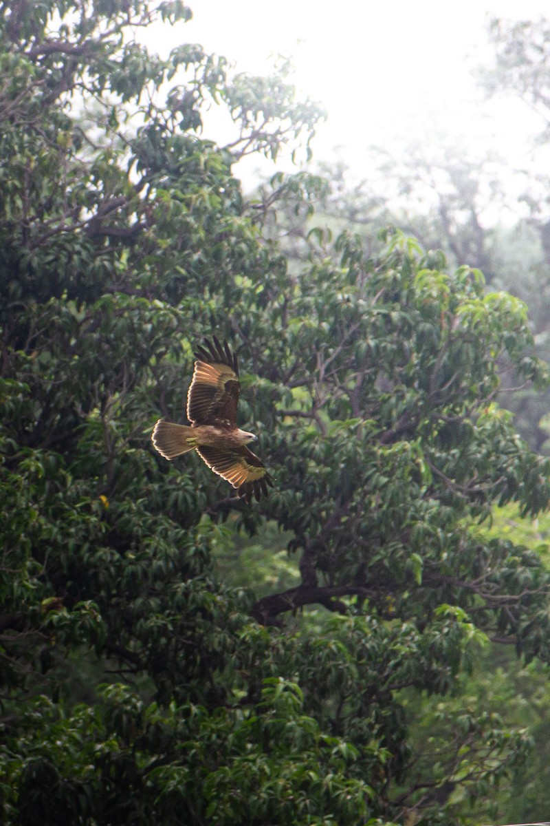Brahminy Kite - ML640363406