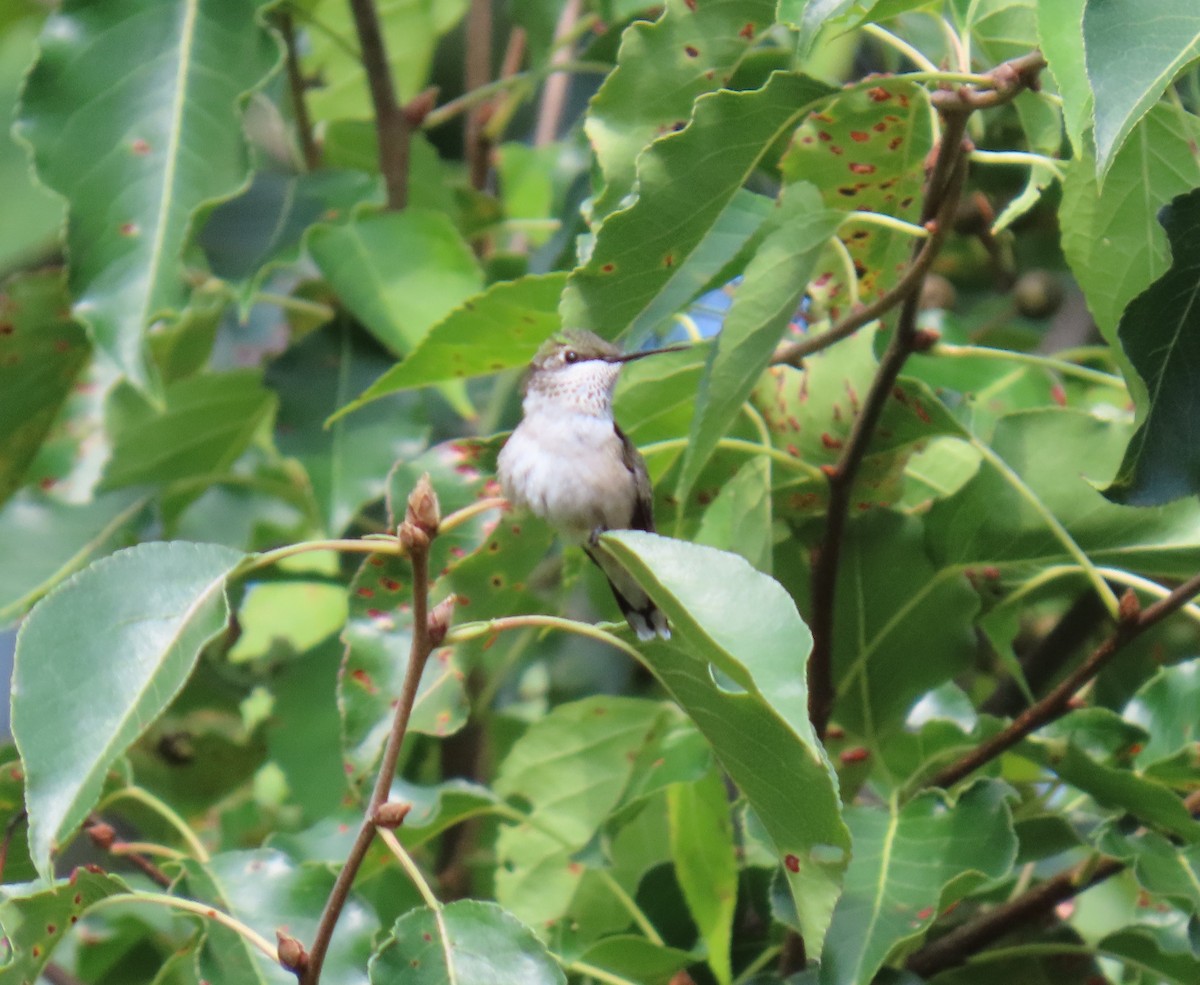 Ruby-throated Hummingbird - ML640363411