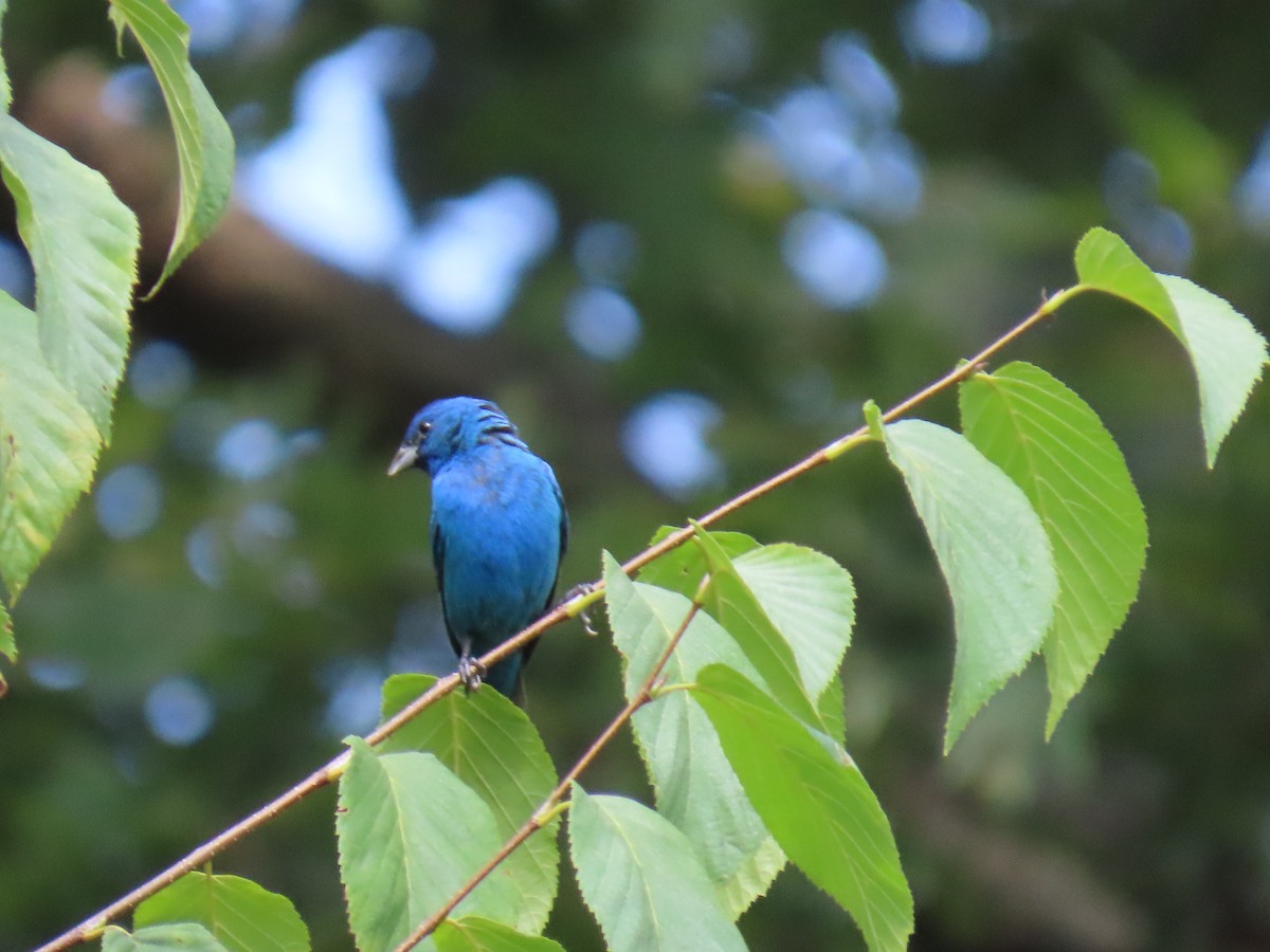 Indigo Bunting - ML640363425