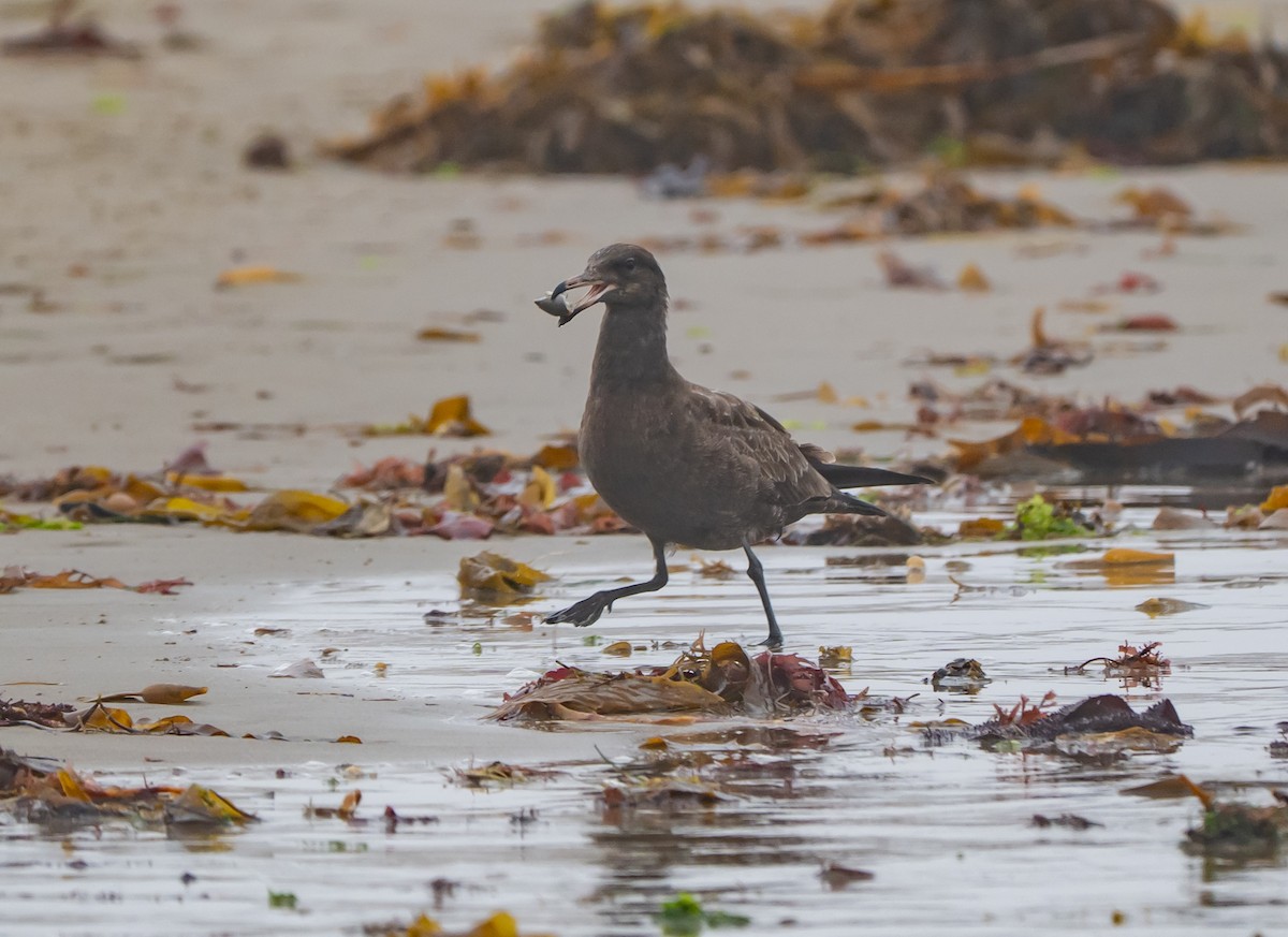 Heermann's Gull - ML640363467