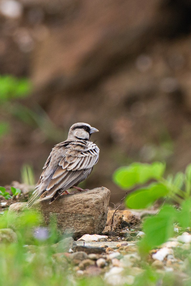 Ashy-crowned Sparrow-Lark - ML640363471