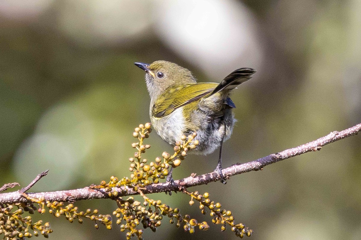 Fan-tailed Berrypecker - ML640363477