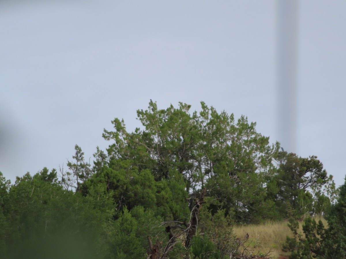 Pinyon Jay - ML640363486