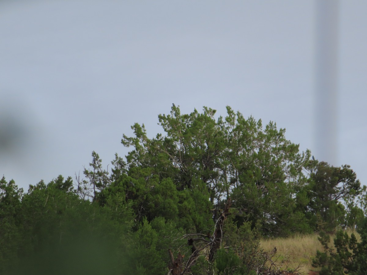 Pinyon Jay - ML640363487