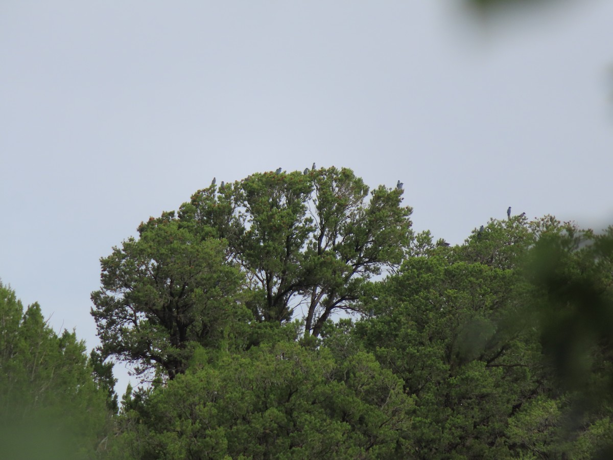 Pinyon Jay - ML640363488