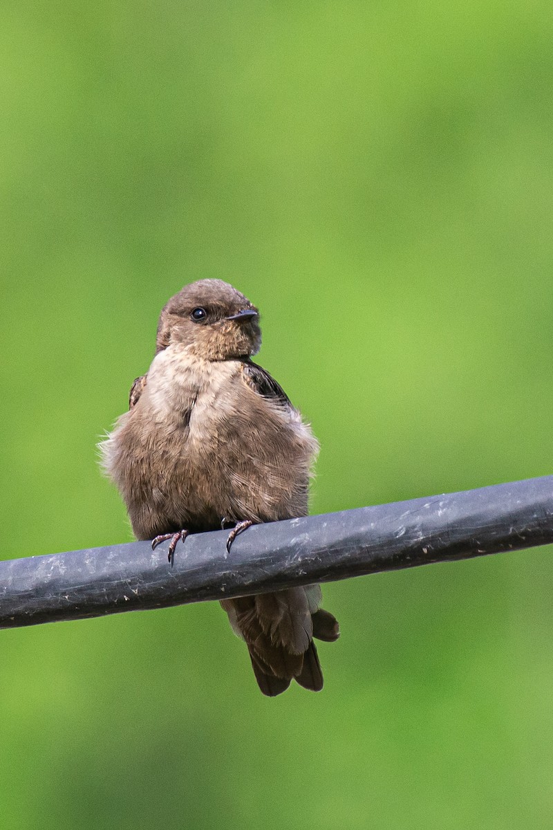 Dusky Crag-Martin - ML640363489