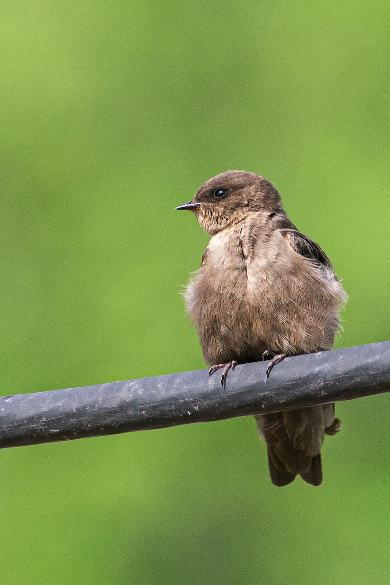 Dusky Crag-Martin - ML640363490