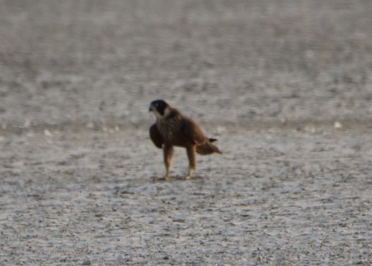 sokol stěhovavý - ML640363512