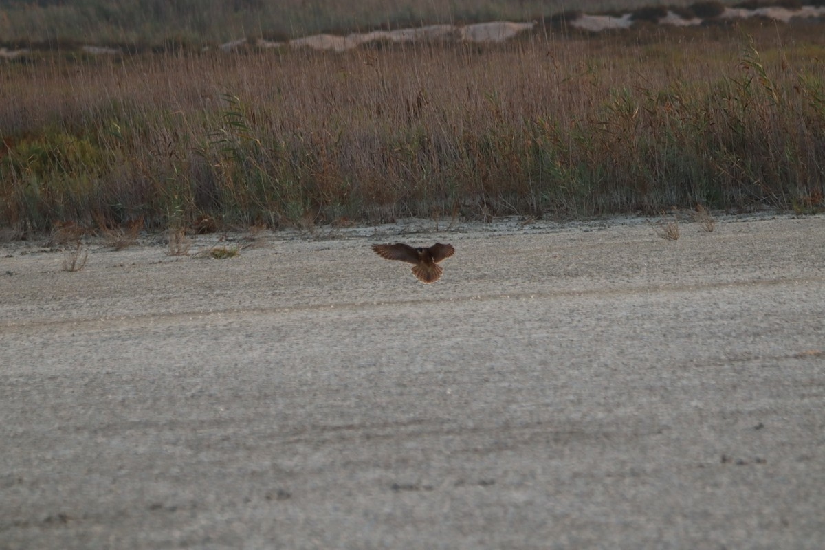 sokol stěhovavý - ML640363513