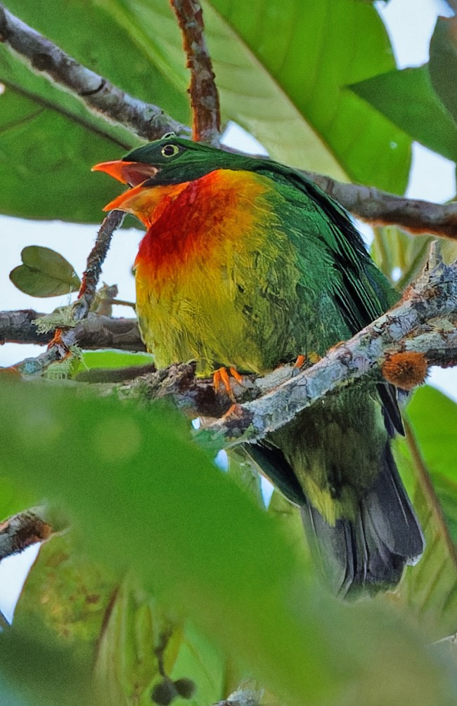 Cotinga chevalier - ML640363532