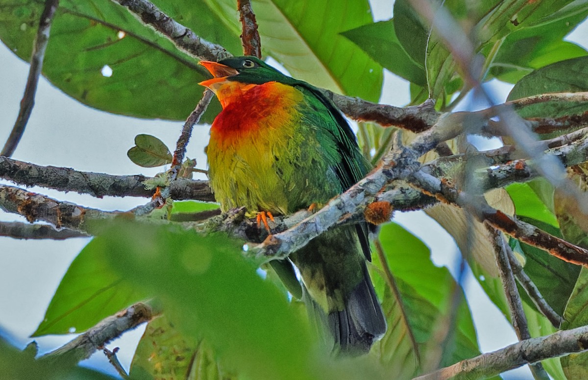 Cotinga chevalier - ML640363533