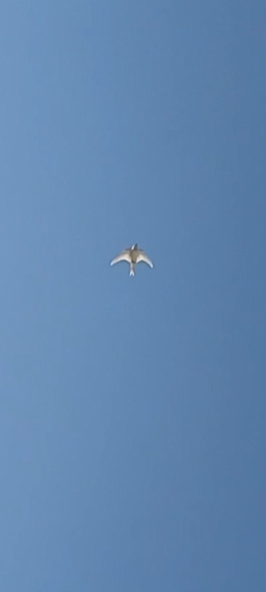 Barn Swallow - ML640363550