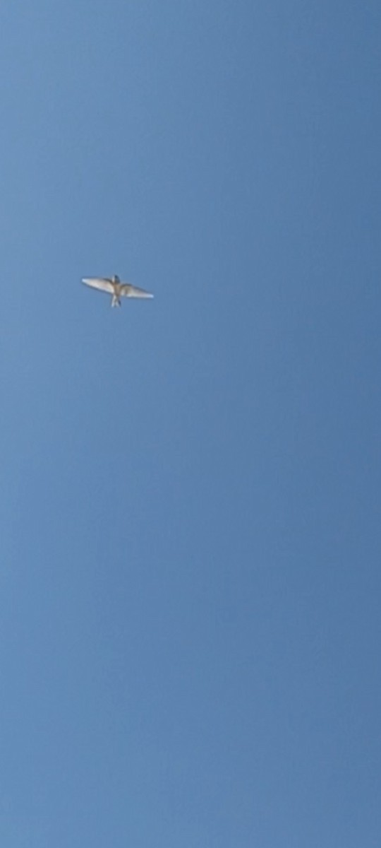 Barn Swallow - ML640363551