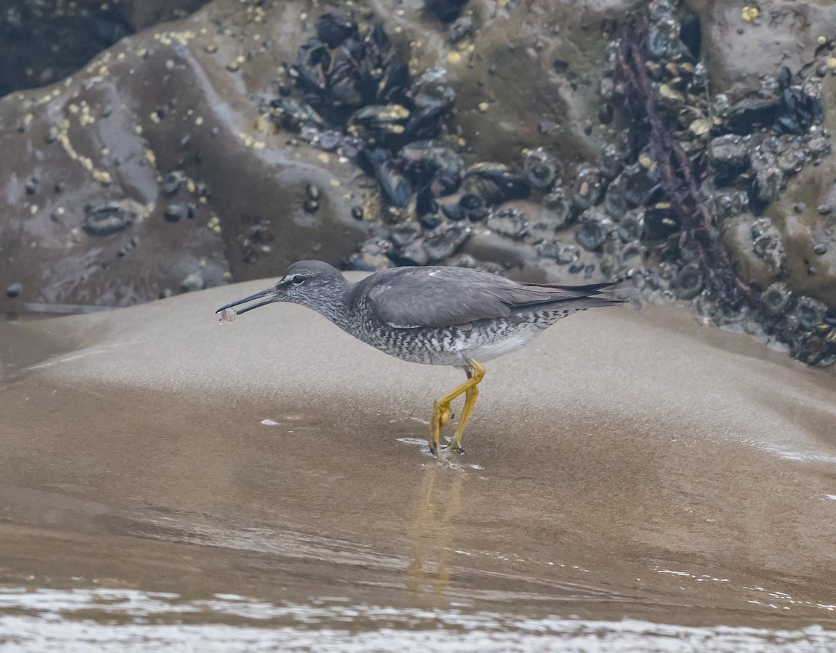 Wandering Tattler - ML640363568