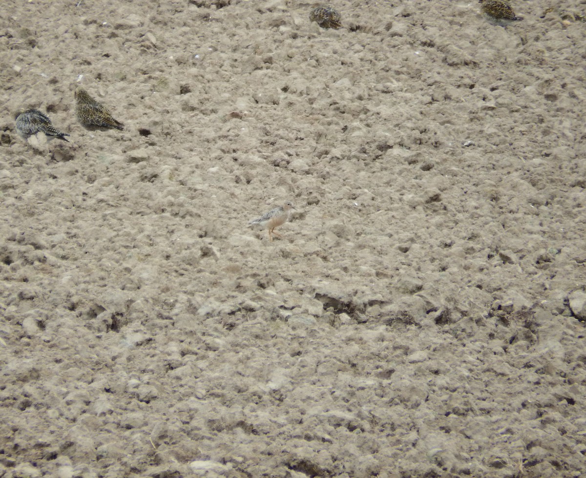 Buff-breasted Sandpiper - ML640363569