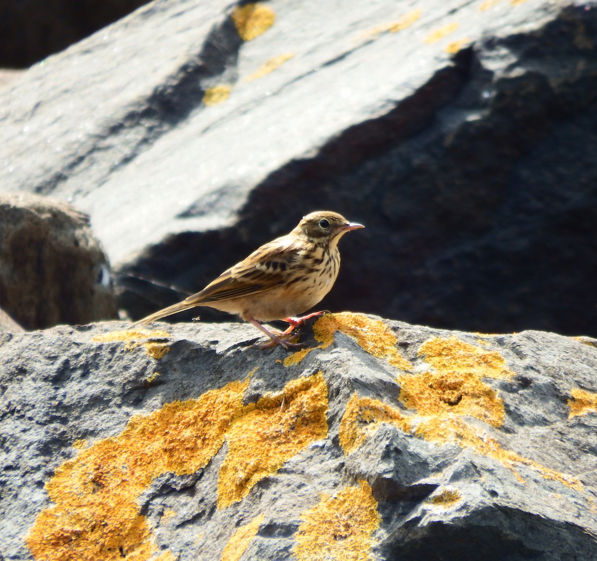 Meadow Pipit - ML640363589