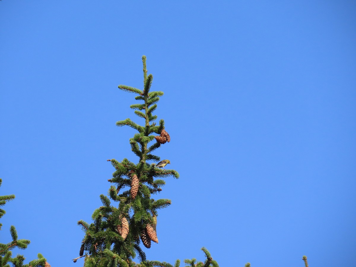 American Goldfinch - ML640363603