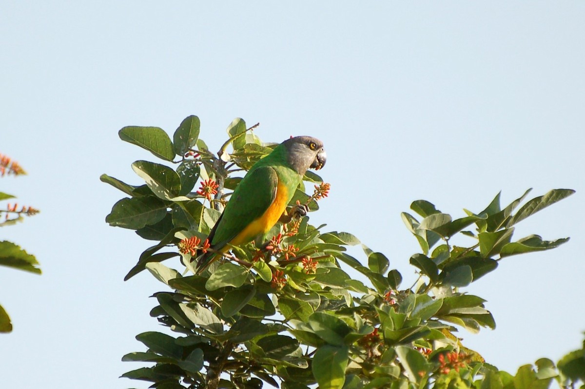 Senegal Parrot - ML640363621