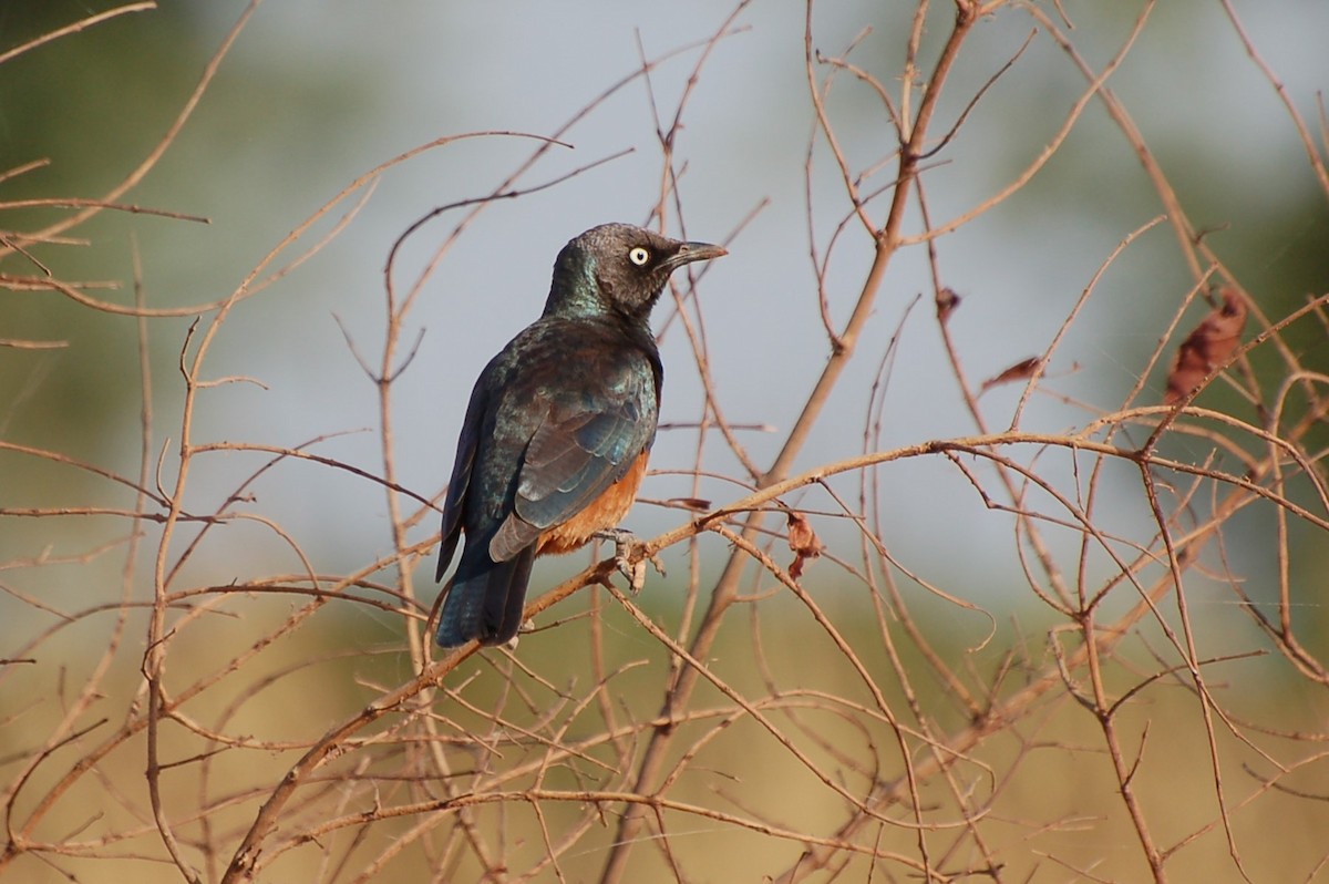 Choucador à ventre roux - ML640363625
