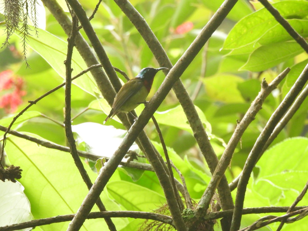 Fork-tailed Sunbird - ML640363641